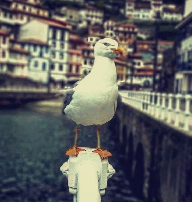 El reino de las Gaviotas :) CUDILLERO 

#cudillero #cudilleroasturias #cudillero_ig #adicted_to_asturias #esta_es_asturias #estaes_asturias #total_asturias #pasion_por_asturias #fever_asturias